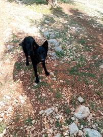 Cani mamma border colli e padre belga