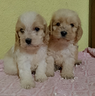 cuccioli-di-cockapoo