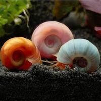 Lumache Planorbarius 
