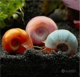 Lumache Planorbarius 