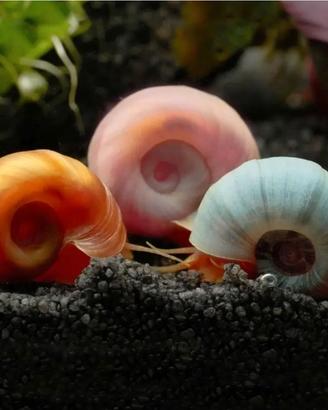 Lumache Planorbarius 