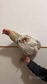 Gallo Araucana