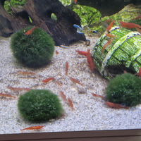 Gamberetti red caridine acqua dolce