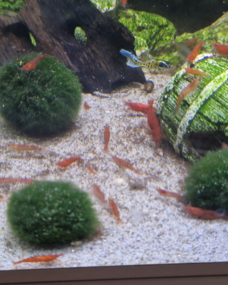 Gamberetti red caridine acqua dolce