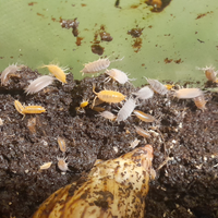 Colonie da piccole a mani di isopodi