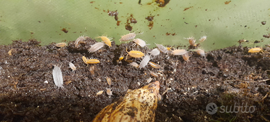 Colonie da piccole a mani di isopodi