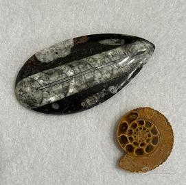Fossili