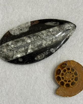 Fossili