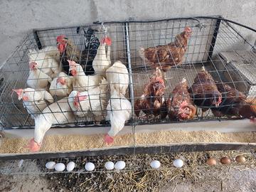 Galline