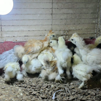 Pulcini di gallina moroseta