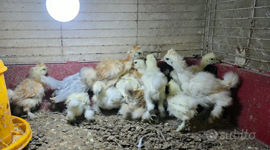 Pulcini di gallina moroseta