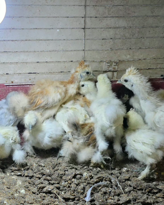 Pulcini di gallina moroseta