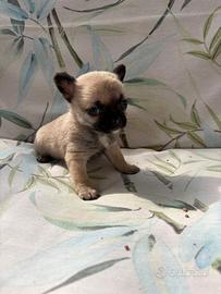 Cuccioli di chihuahua toy