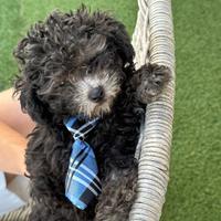 Barboncino silver minitoy