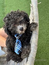 Barboncino silver minitoy