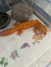 Geco leopardino