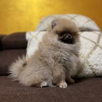 Cucciola pomerania con pedigree