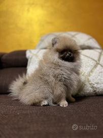 Cucciola pomerania con pedigree