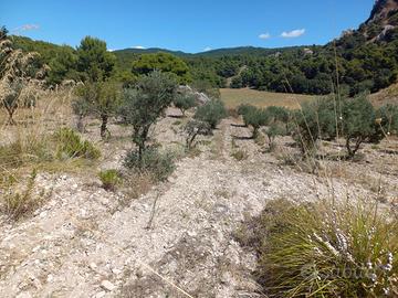Terreno agricolo seminativo