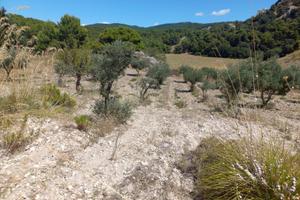 Terreno agricolo seminativo