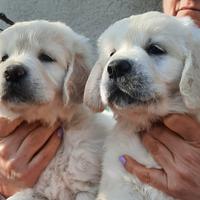 Cuccioli di Golden Retriever nati il 25/01/2026