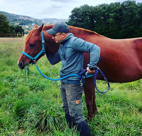 Vedesi Cavalla purosangue Arabo