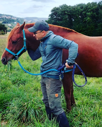 Vedesi Cavalla purosangue Arabo