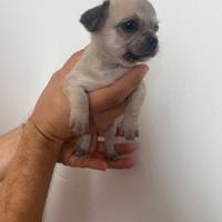 Cuccioli chihuahua