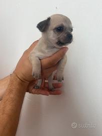 Cuccioli chihuahua