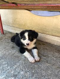 Border collie cuccioli