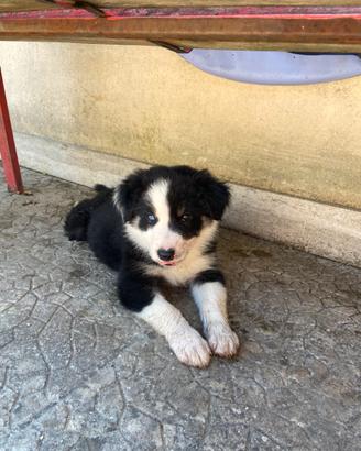 Border collie cuccioli