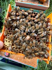 Api regina BUCKFAST a 21 giorni