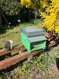 Faglie di api su 8-10 telaini con arnia e melario