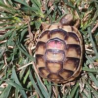 Tartaruga di terra testudo marginata