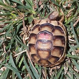 Tartaruga di terra testudo marginata