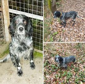 Setter inglese