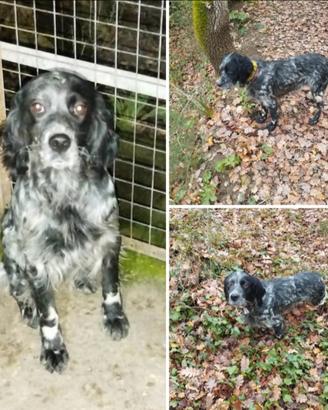 Setter inglese