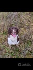 Springer Spaniel