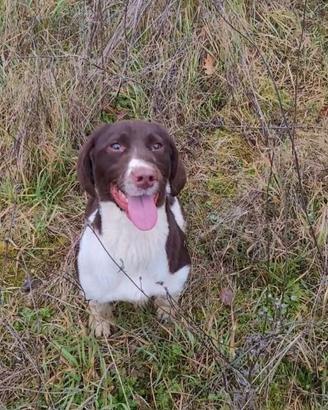 Springer Spaniel