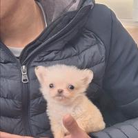 Chihuahua micro