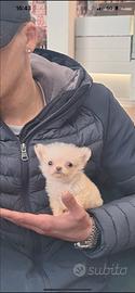 Chihuahua micro