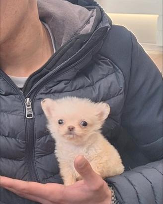 Chihuahua micro