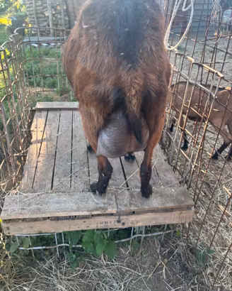 Capra camosciata in lattazione