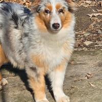 Cucciolona australian shepherd pedigree