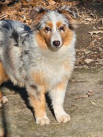 Cucciolona australian shepherd pedigree