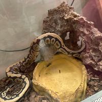 Serpente pitone reale con terrario