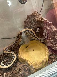 Serpente pitone reale con terrario
