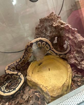 Serpente pitone reale con terrario