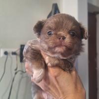 Chihuahua pelo lungo