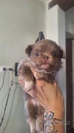 Chihuahua pelo lungo